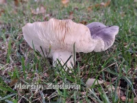Berijpte russula [Russula parazurea]